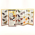 Common Butterflies of Florida