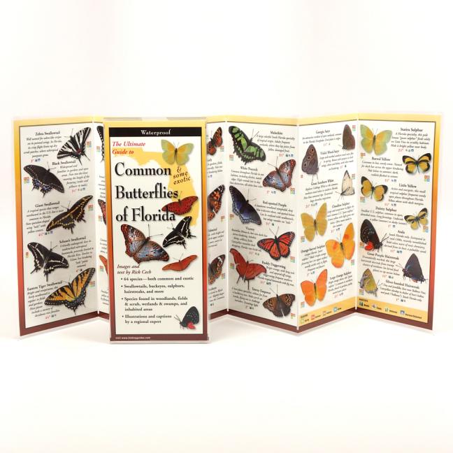 Common Butterflies of Florida