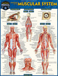 Anatomy of the Muscular System: A Quickstudy Laminated Reference Guide (First Edition, New)