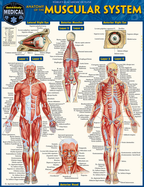Anatomy of the Muscular System: A Quickstudy Laminated Reference Guide (First Edition, New)