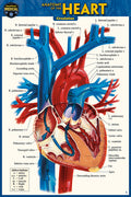 Anatomy of the Heart (Pocket-Sized Edition - 4x6 Inches) (Second Edition, New Edition, Updated & Revised)