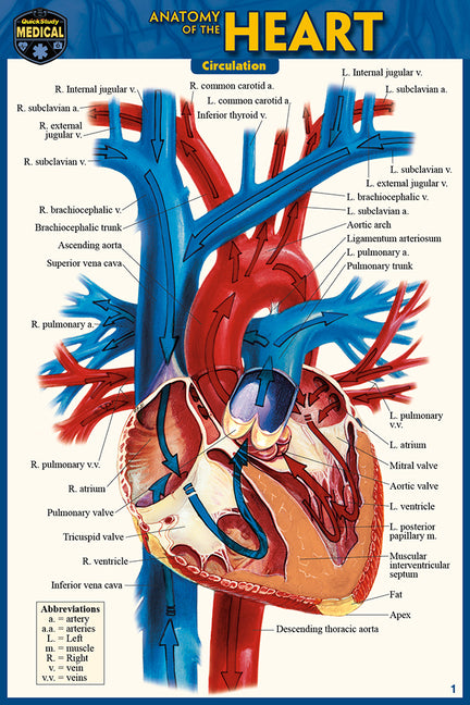 Anatomy of the Heart (Pocket-Sized Edition - 4x6 Inches) (Second Edition, New Edition, Updated & Revised)