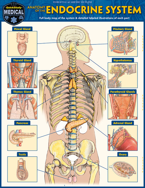 Anatomy of the Endocrine System: A Quickstudy Laminated Reference Guide (First Edition, New Edition, Updated & Revised)